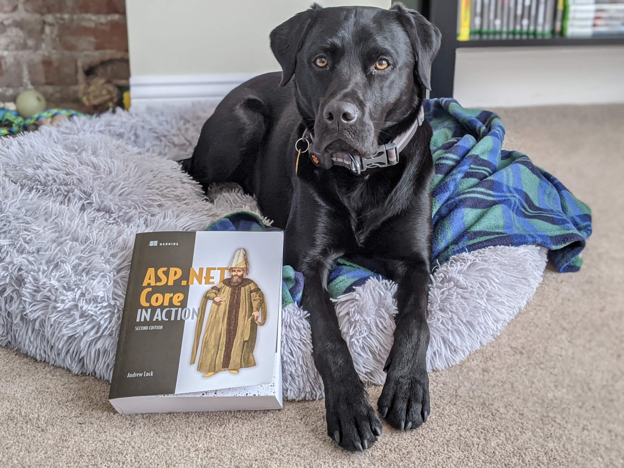 Goose, flicking through my copy of ASP.NET Core in Action, Second Edition